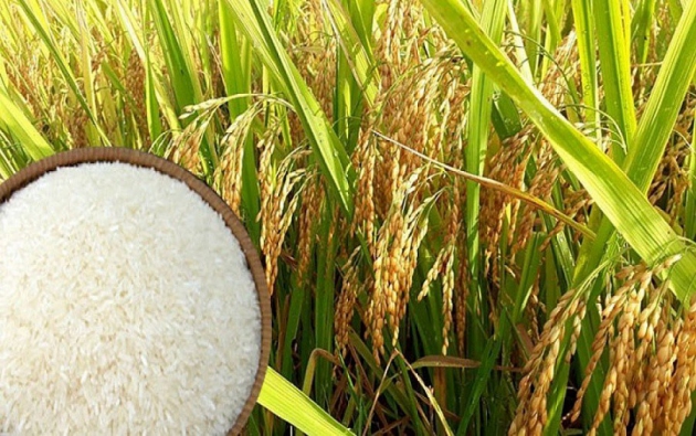 Giá lúa gạo hôm nay ngày 26/10: Trong nước ổn định, gạo xuất khẩu đứng giá cao